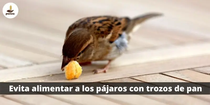 los pajaros comen pan - A los pájaros les gusta comer pan