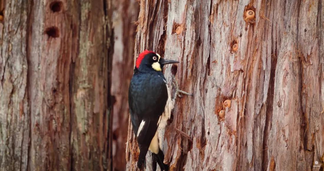 con que cortan la madera los pajaros carpinteros - Cómo abren los huecos los pájaros carpinteros