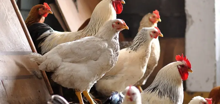 remedio casero para piojillo aves - Cómo acabar con los ácaros de las gallinas