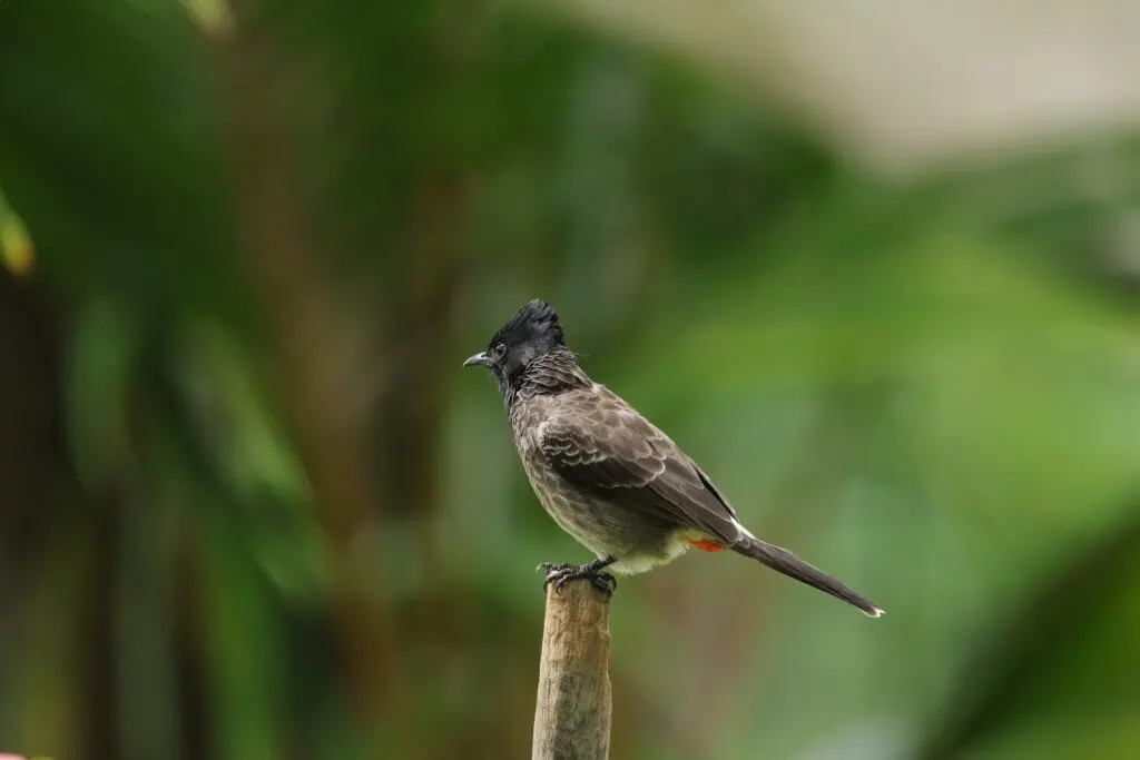 cómo afecta la contaminación a las aves - Cómo afecta el cambio climático a las aves