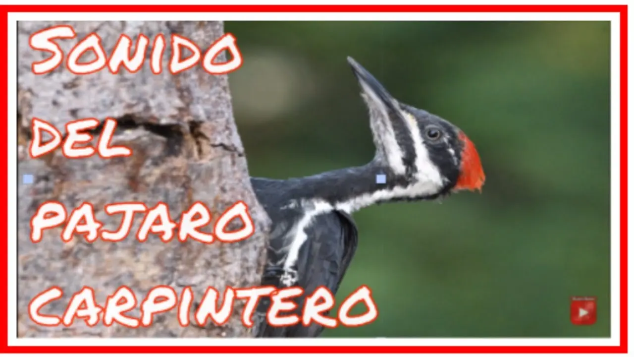 ruido del pajaro carpintero - Cómo ahuyentar a los pájaros carpinteros