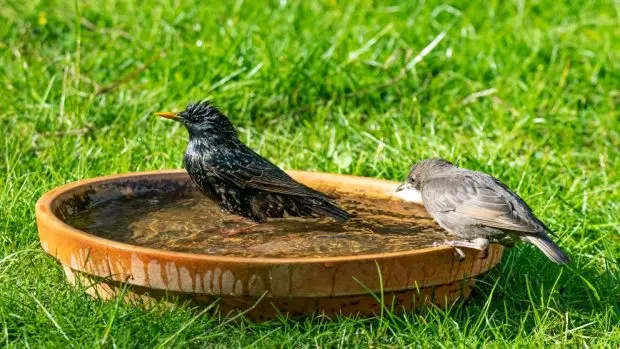 como espantar pajaros del cesped - Cómo ahuyentar pájaros jardín
