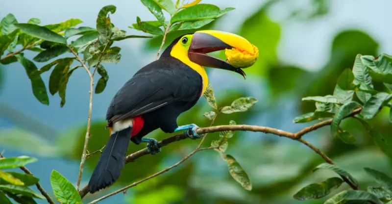 los tucanes comen loros - Cómo alimentan los tucanes a sus crías