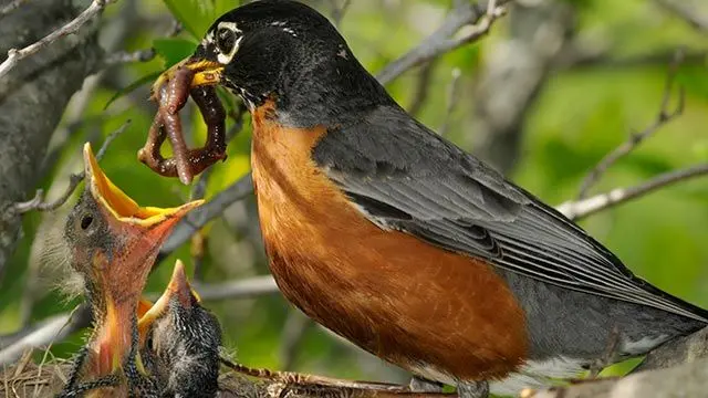 como alimentan las aves a sus crias - Cómo alimentar a un Queltehue bebé