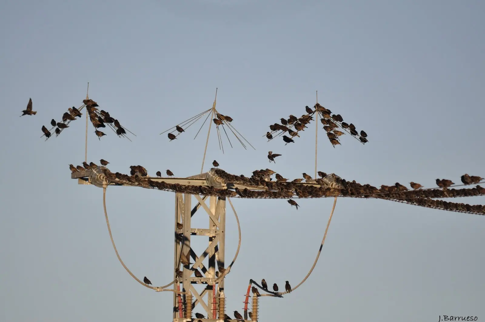 como se mueven las aves - Cómo andan las aves