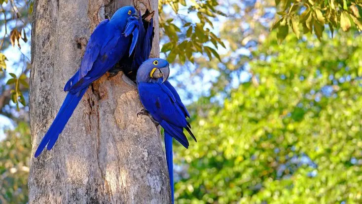 como nace un guacamayo - Cómo anidan las guacamayas