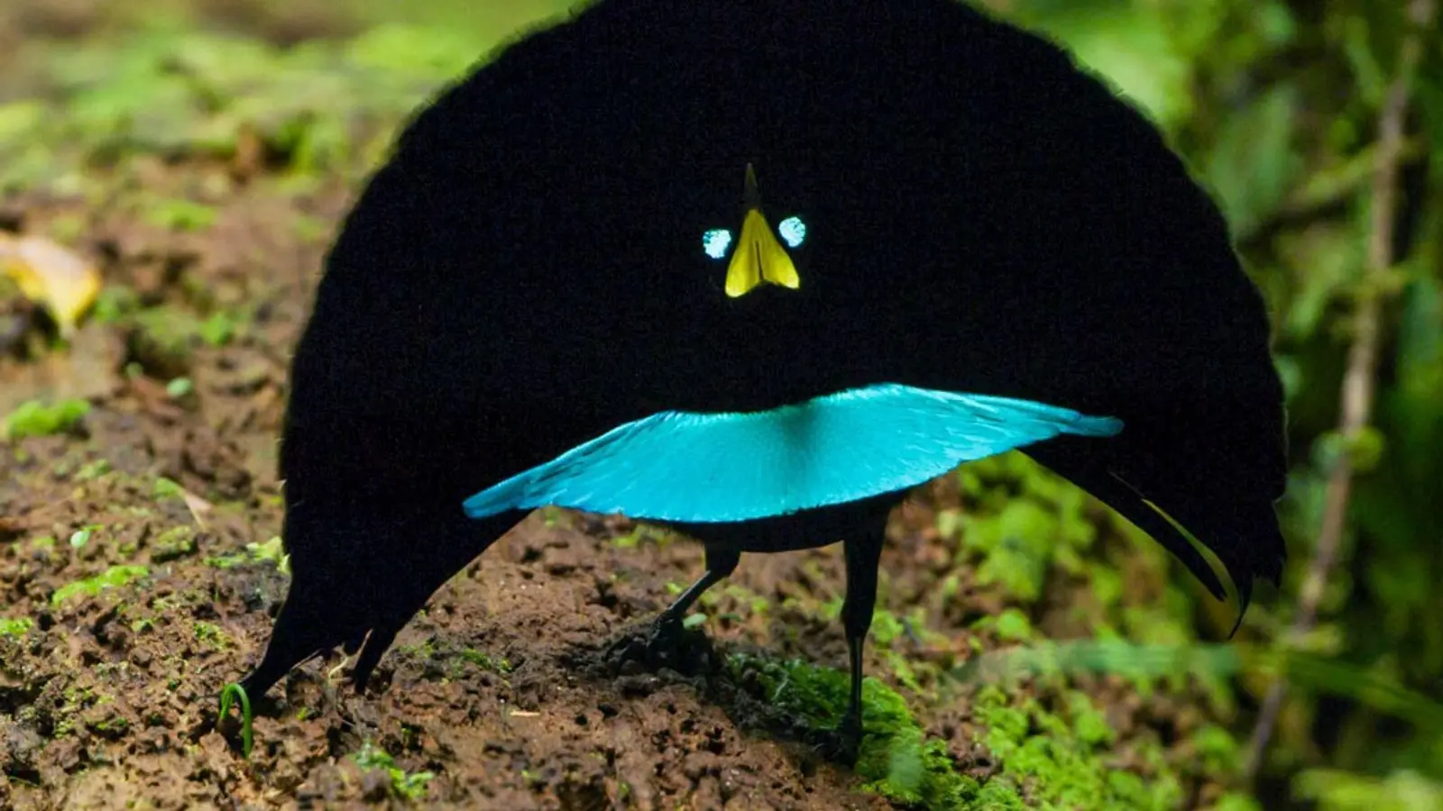 Ave bailándole a otra ave: una forma de cortejo en el reino animal - Cómo atraen las aves macho a las aves hembra ave bailandole a otra ave - Cómo atraen las aves macho a las aves hembra