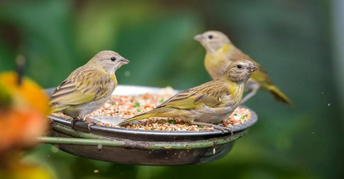 como atraer aves a mi balcon - Cómo atraer pájaros a una casa