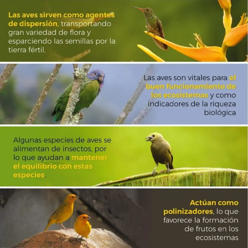 de que le.sirven los.pajaros al ecosistema - Cómo ayudan las aves a las plantas