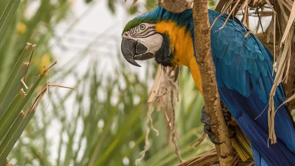 como tranquiluizar a pajaro - Cómo calmar a un loro