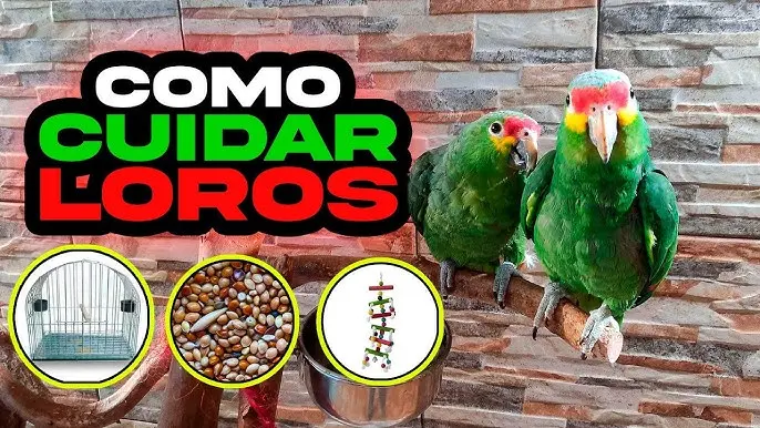 como cambiar la alimentación del loro - Cómo cambiar la dieta de un loro