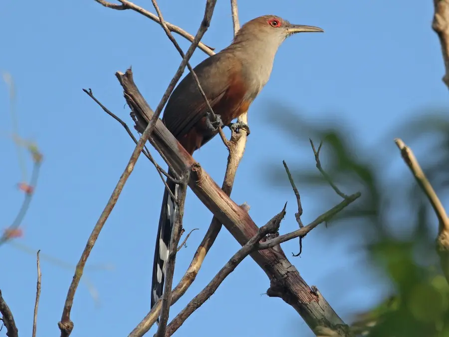 Pájaro bobo: El sonido de una especie impresionante - Cómo canta el pájaro bobo mayor pajaro bobo sonido - Cómo canta el pájaro bobo mayor