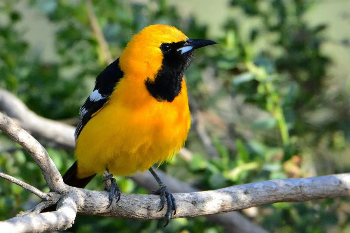 ave amarilla y negra - Cómo canta el pájaro conoto