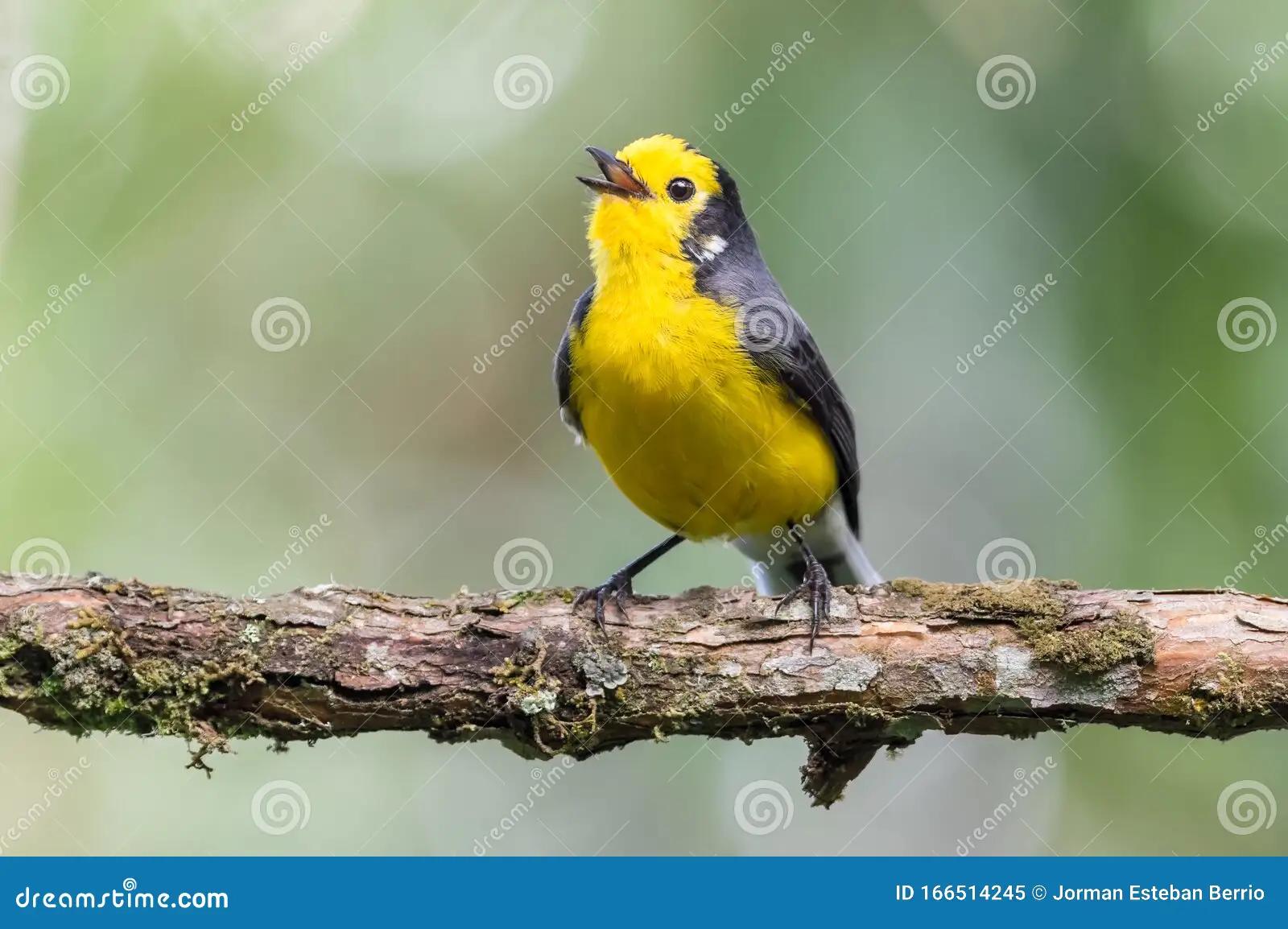 ave cantando rama - Cómo canta el pájaro estaca