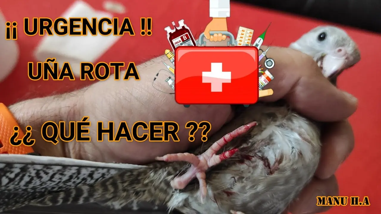 como cortar el sangrado pajaro dedo - Cómo cauterizar una herida pequeña