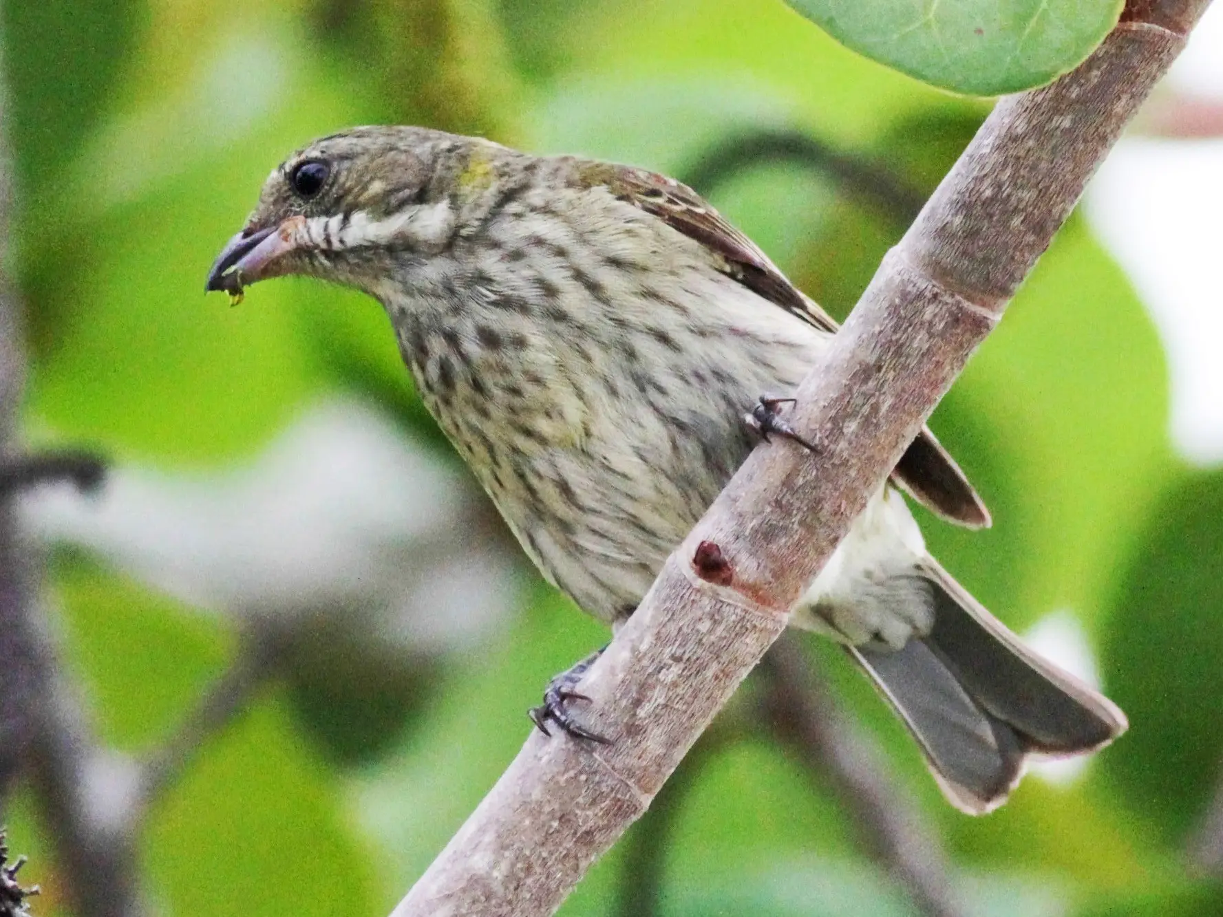 Ave cabeza mora: Un majestuoso habitante de las costas de ríos y lagos - Cómo caza el águila mora ave cabeza mora - Cómo caza el águila mora