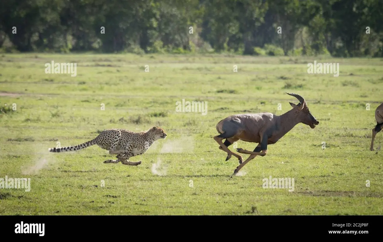 chita persiguiendo pajaros - Cómo cazan los guepardos