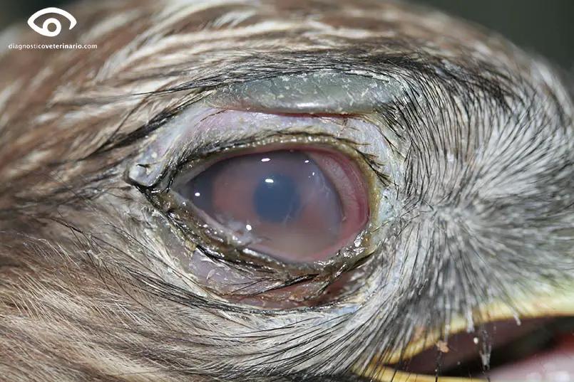 conjuntiva de los pajaros - Cómo cierran los ojos las aves