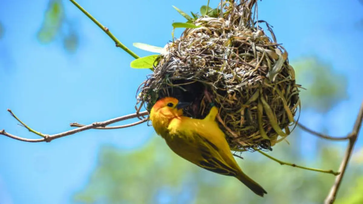 que tipo de aves construyen nidos y que materiales emplean - Cómo construyen sus nidos los animales