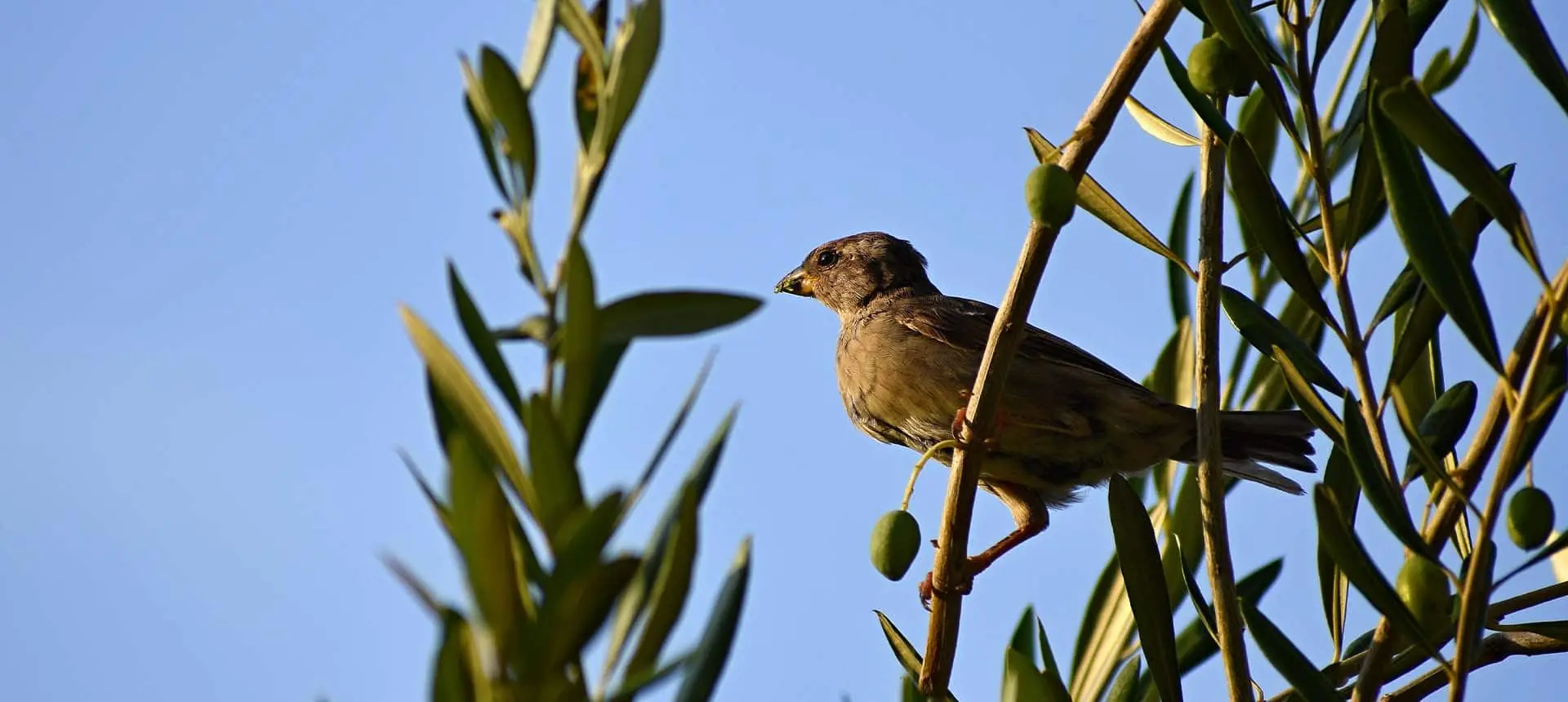 control de aves plaga - Cómo controlar las aves en los cultivos