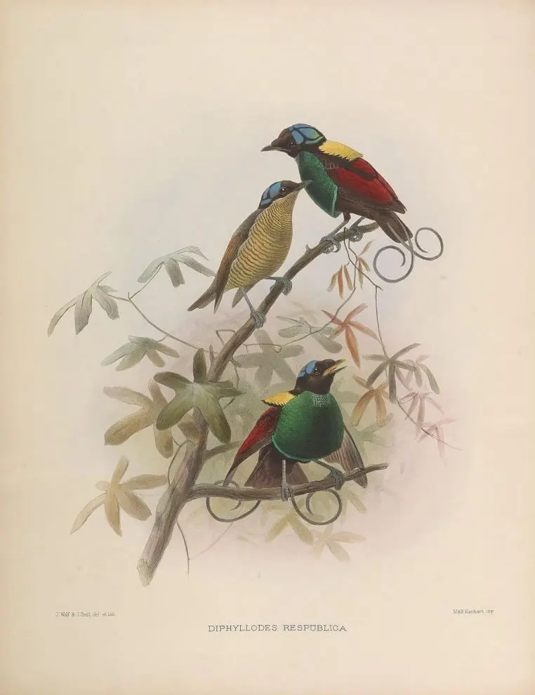 Ave de Nueva Guinea: El Ave del Paraíso Raggiana - Cómo cortejan las hembras los pájaros del paraíso ave de nueva guinea - Cómo cortejan las hembras los pájaros del paraíso