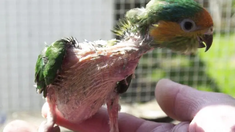 A las aves no les crecen las plumas: ¿Por qué? - Cómo crecen las plumas de las aves a las aves no les crecen las plumas - Cómo crecen las plumas de las aves