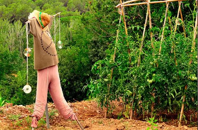 Cómo cubrir una huerta en casa de los pájaros - Cómo cubrir la huerta como cubrir una huerta en casa de los pajaros - Cómo cubrir la huerta