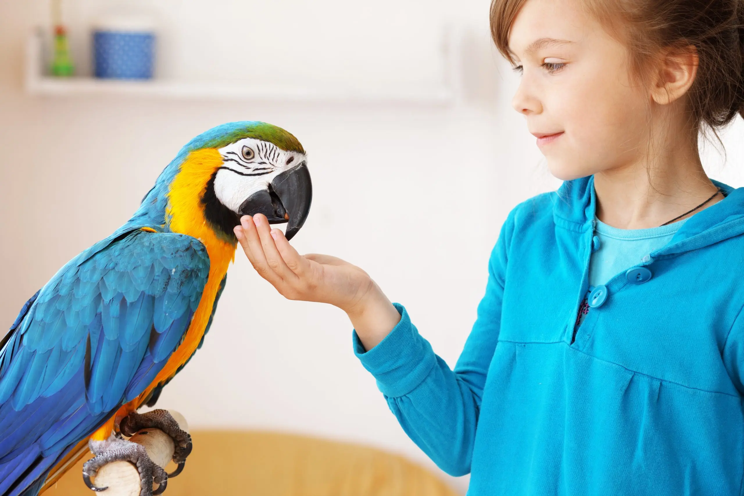 Cada cuánto se baña un loro: consejos para el cuidado de tu ave - Cómo cuidar a un loro en casa cada cuanto se baña un loro - Cómo cuidar a un loro en casa