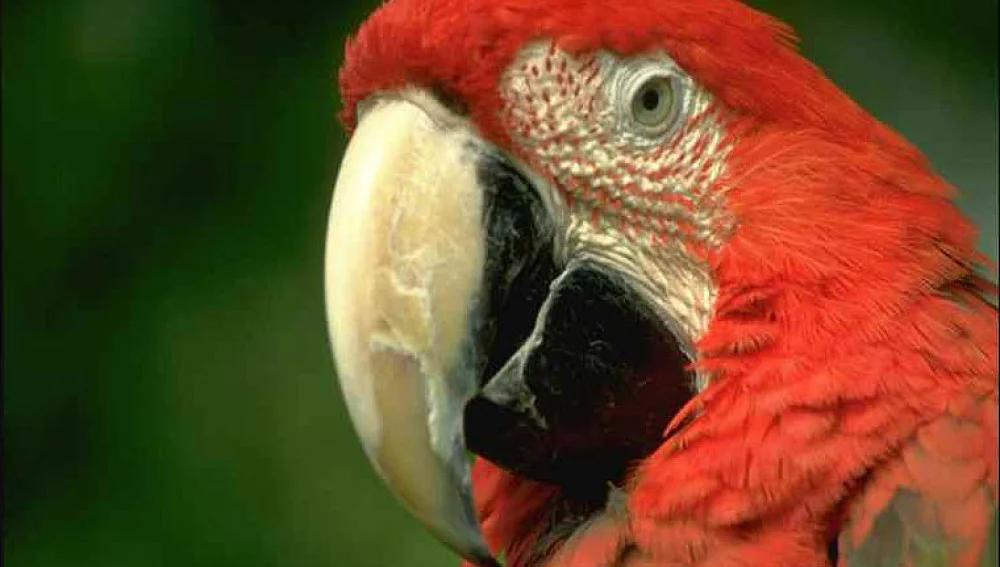 La lluvia altera a los loros: Cuidados y recomendaciones durante el invierno - Cómo cuidar a un loro en invierno la lluvia altera a los loros - Cómo cuidar a un loro en invierno