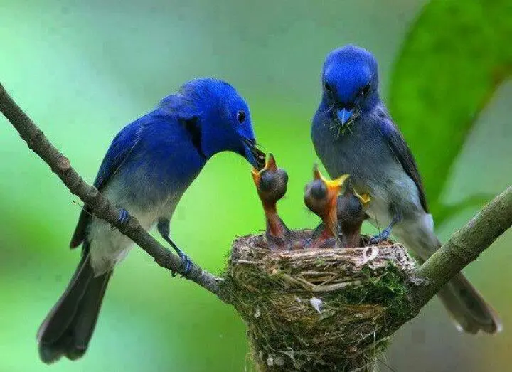 como alimentan las aves a sus crias - Cómo cuidar a un pájaro bebé que se cayó del nido