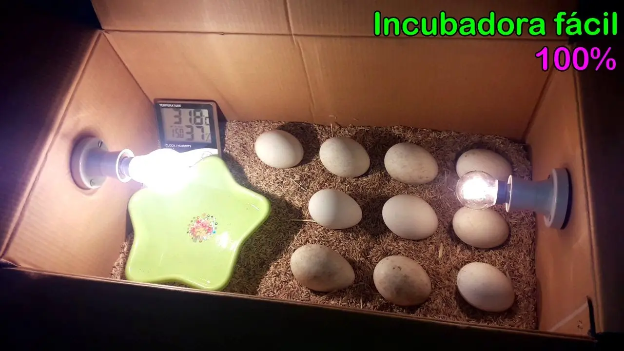 como empollar un huevo de pajaro - Cómo cuidar un nido de huevos