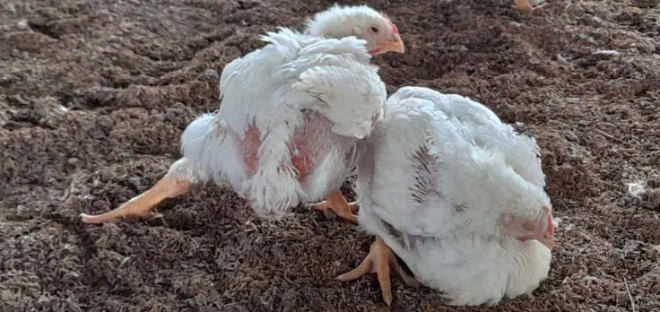 perosis en aves - Cómo curar el raquitismo en aves