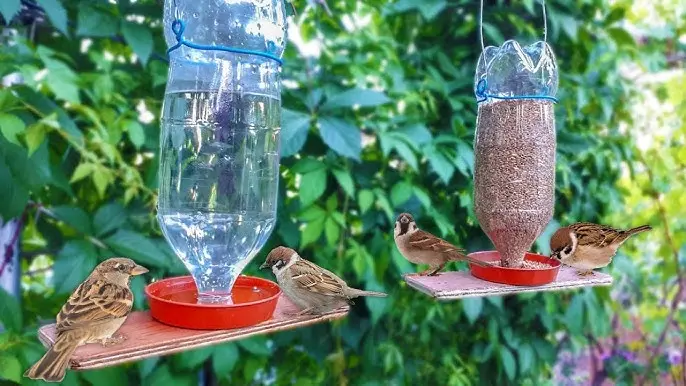 bebederos para aves caseros - Cómo dar agua a los pájaros