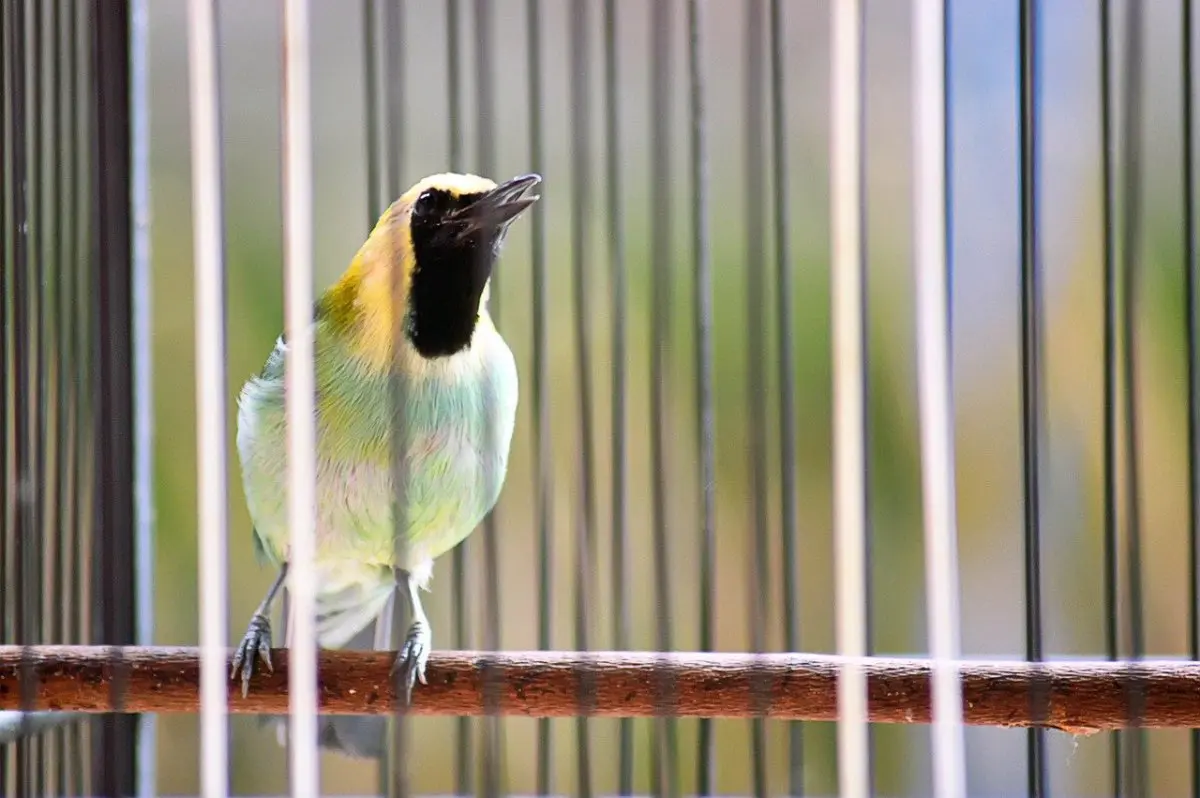 Cómo saber si un pájaro tiene frío - Cómo dar calor a un pájaro como saber si un pajaro tiene frio - Cómo dar calor a un pájaro