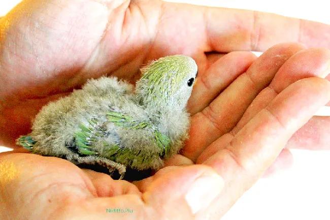 papilleros pajaros - Cómo dar calor a un Papillero