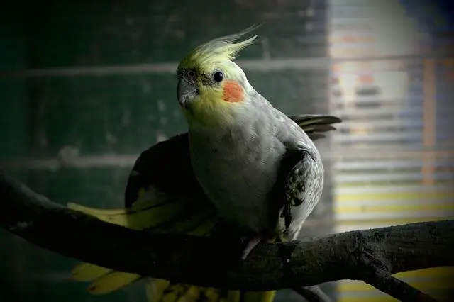 bloques de calcio para aves caseros - Cómo darle calcio a mi ninfa