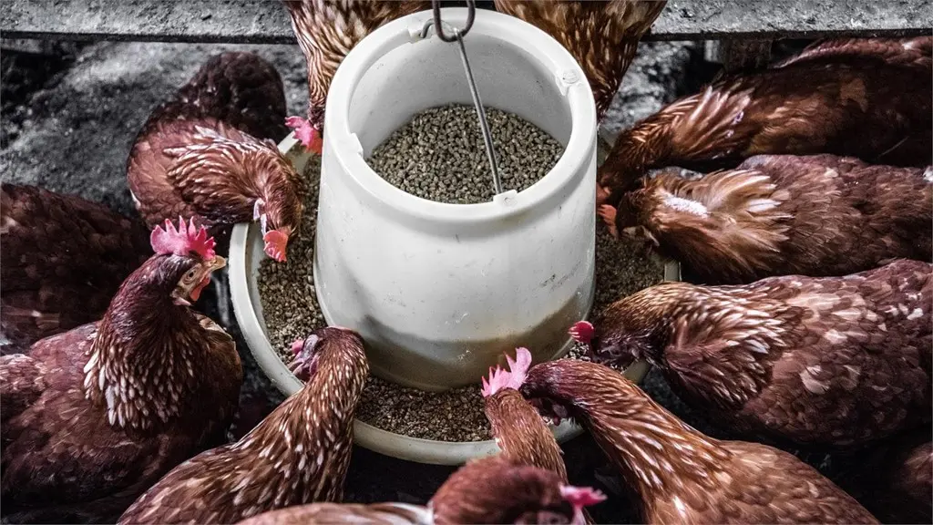 Alimentación de las aves de postura - Como debe ser la alimentación de las gallinas ponedoras alimentacion de las aves de postura - Como debe ser la alimentación de las gallinas ponedoras