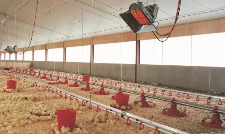 instalaciones para aves de engorde - Como debe ser un galpon para pollos de engorde