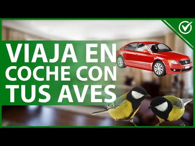 viajar con pajaros en el coche - Cómo deben viajar las mascotas en el auto