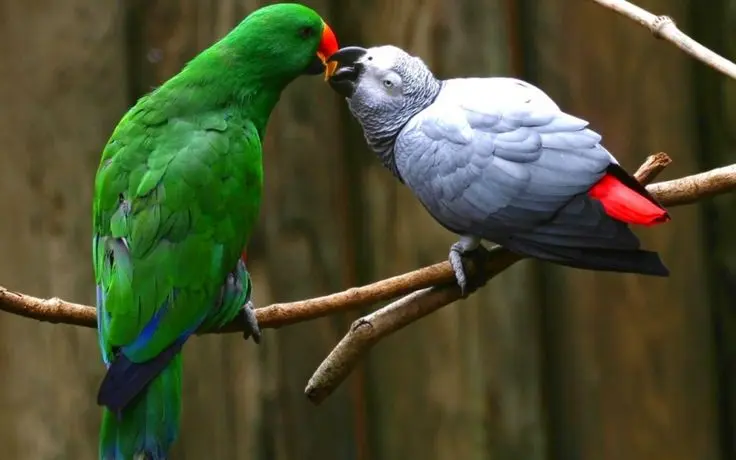 aves besandose - Cómo demuestran amor las aves