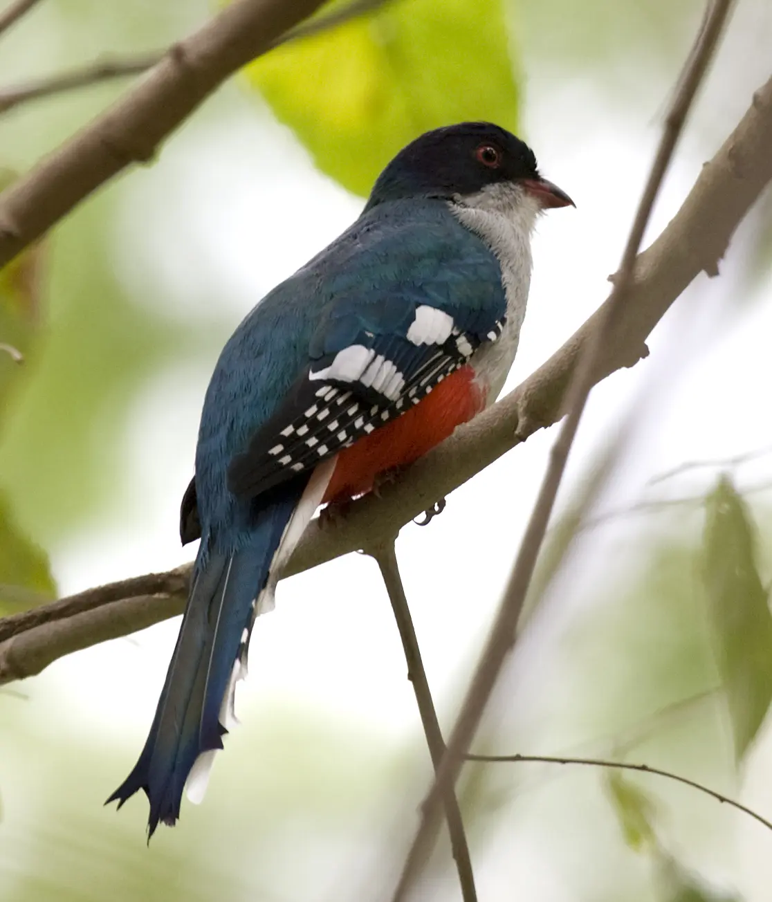 ave nacional de cuba - Cómo describir al Tocororo