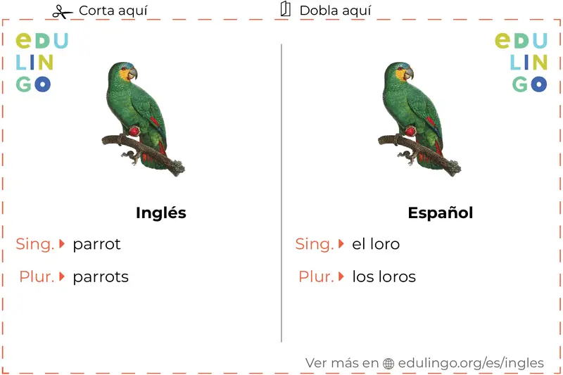 Características del loro en inglés - Cómo describir un loro en inglés caracteristicas de el loro en in gles - Cómo describir un loro en inglés