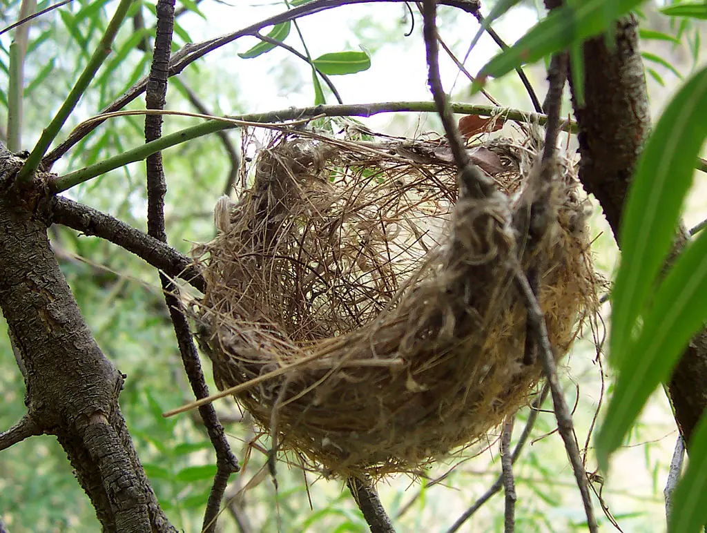 tipos de nidos de aves - Cómo describir un nido