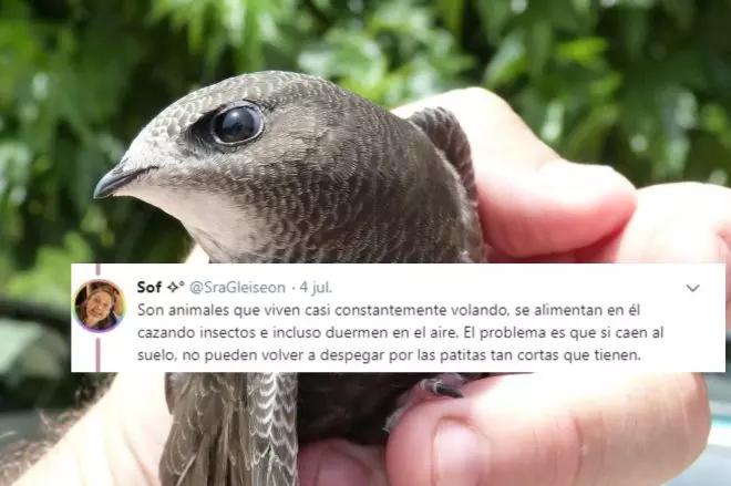Ave que despega: Cómo las aves emprenden el vuelo - Cómo despegan las aves ave que despega - Cómo despegan las aves