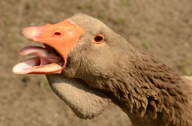 anatomia olfato de las aves - Cómo detectan los pájaros la comida