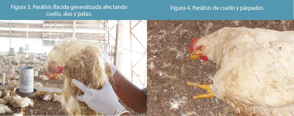 botulismo en aves - Cómo detectar botulismo