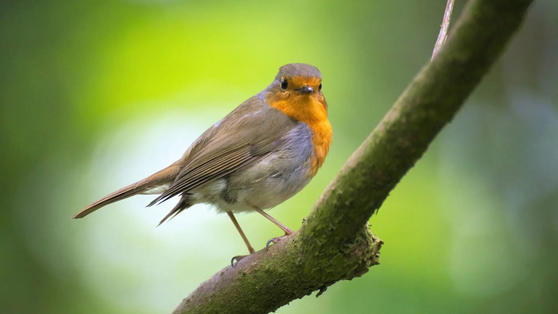 como se diferencian las aves hembras de los machos - Cómo diferenciar a un pájaro