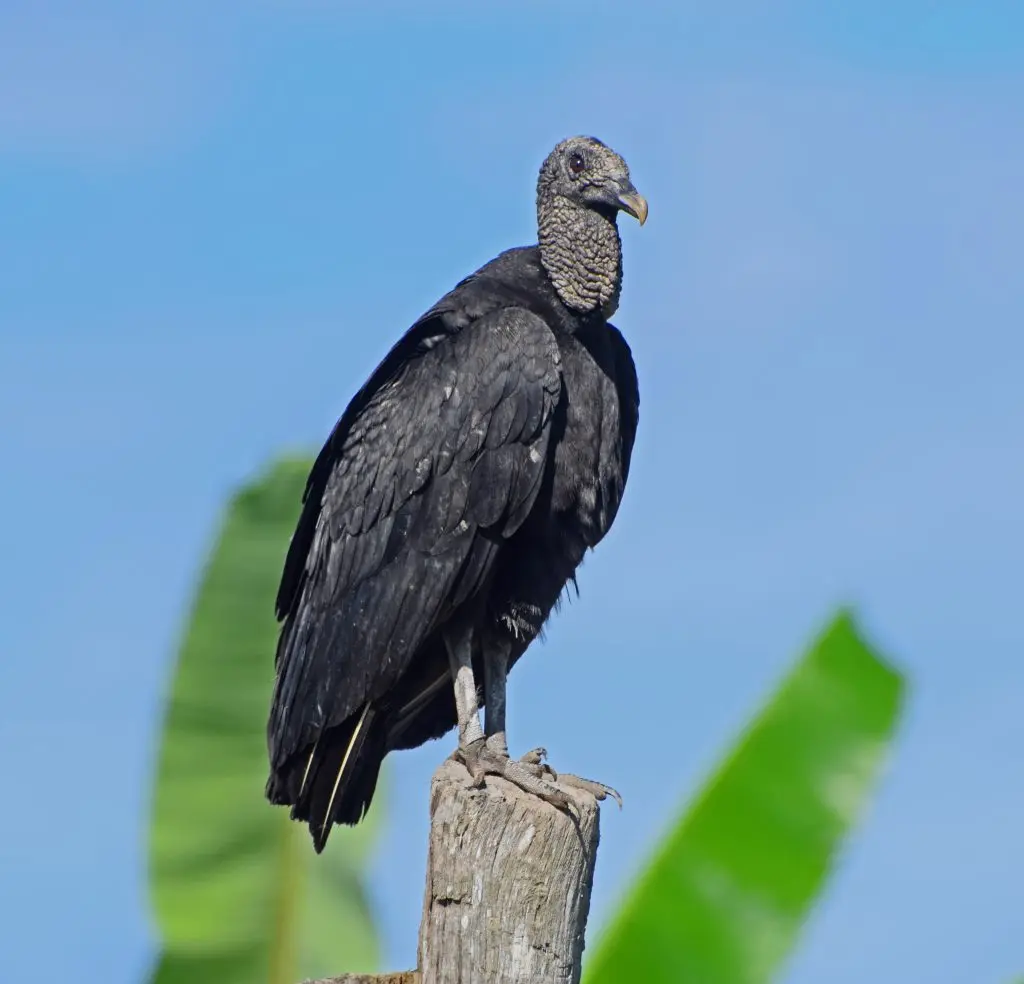 ave negra que se parece al condor - Cómo diferenciar un cóndor de un jote