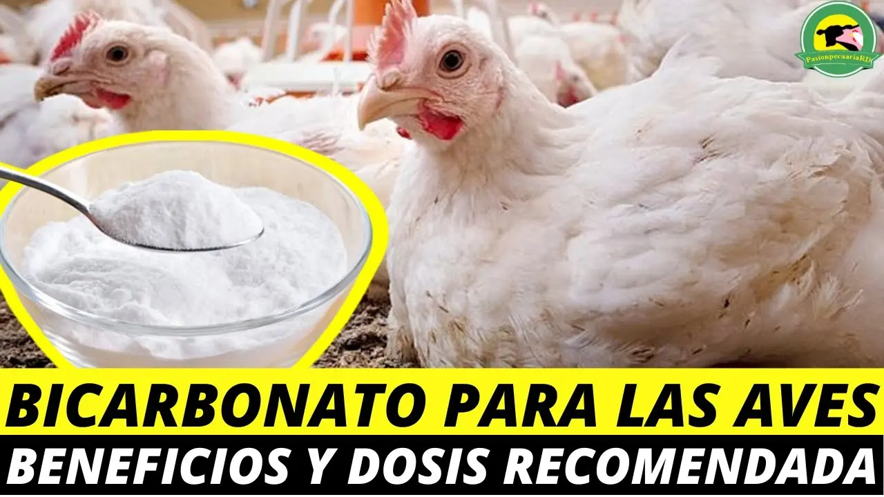bicarbonato de sodio pajaros - Cómo eliminar el ácaro rojo en los canarios