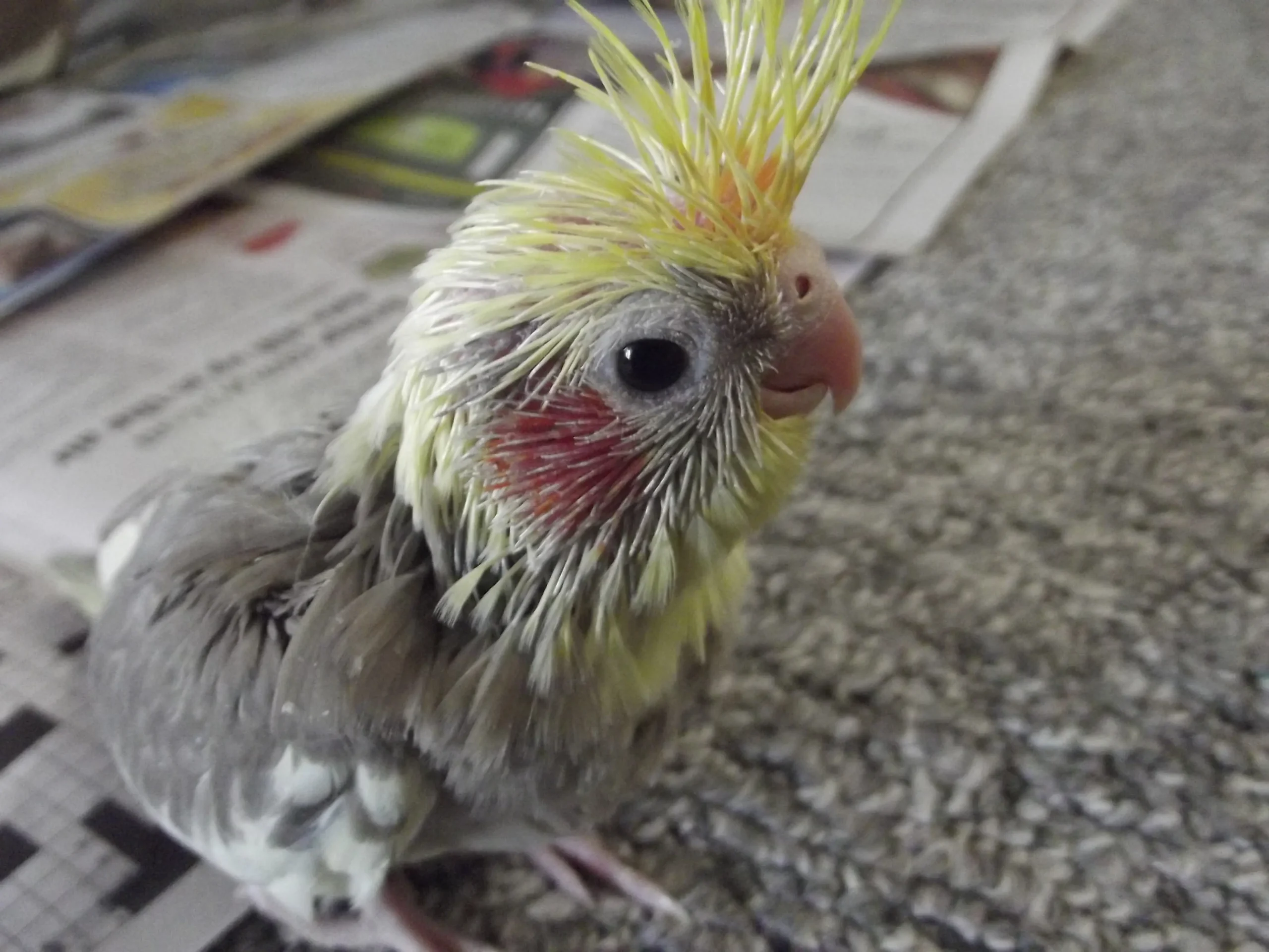 a que edad se deja de empapillar un ave - Cómo Empapillar un pájaro